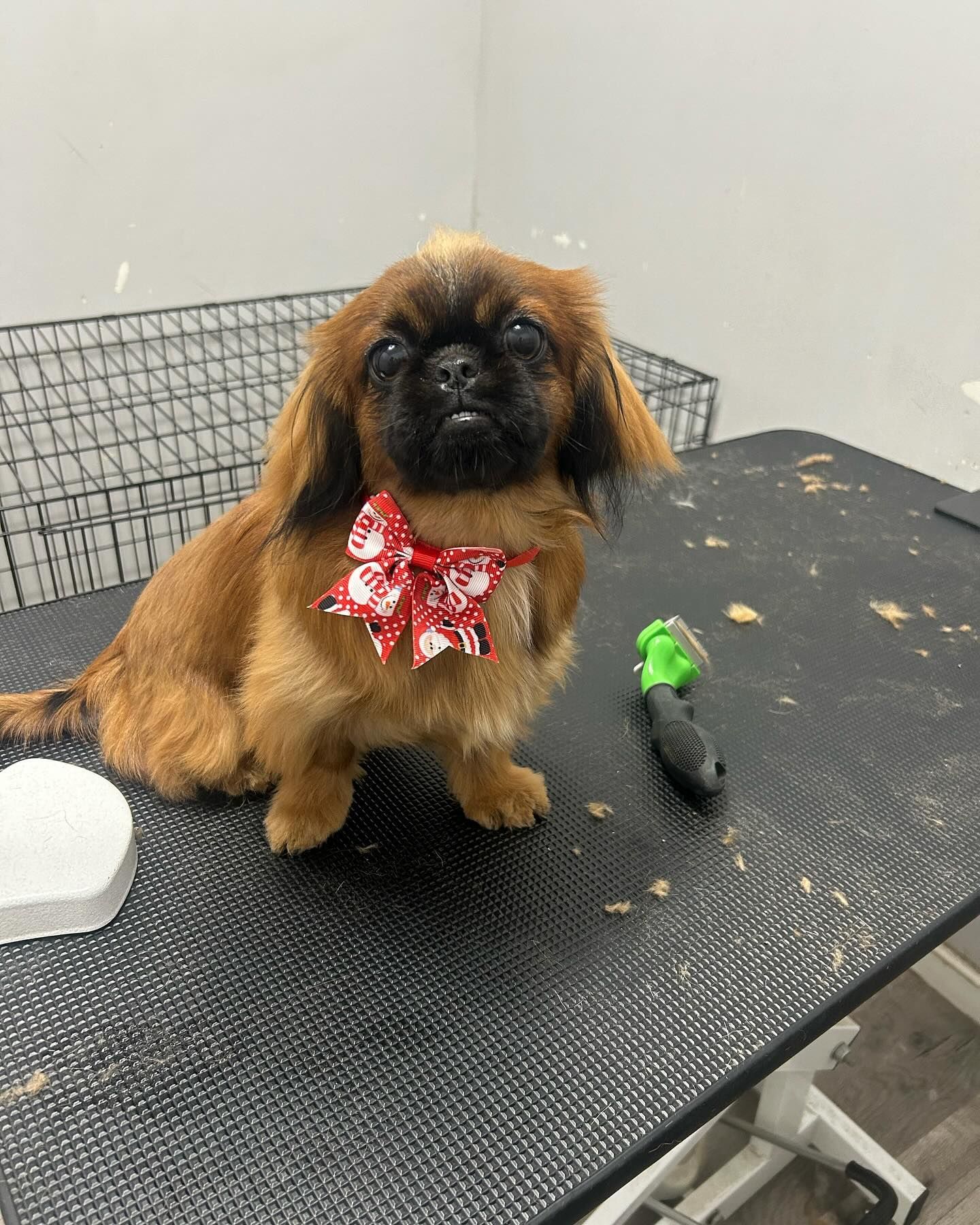 Deshedding Service | Furtastic Petgrooming