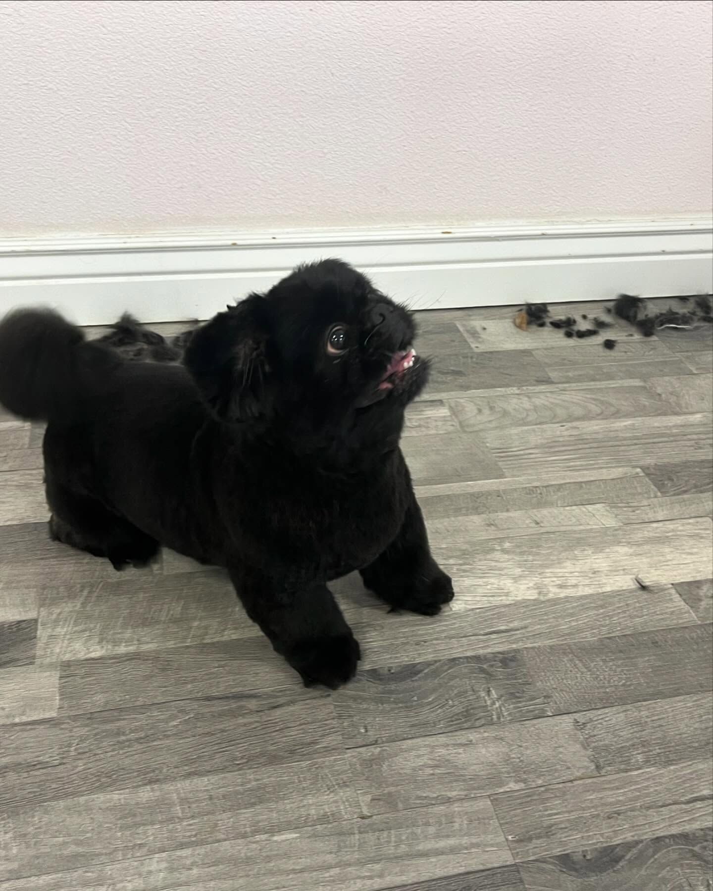 Furtastic Petgrooming project photo