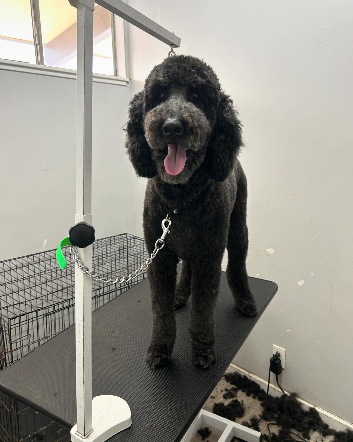 Furtastic Petgrooming | Wellton, AZ