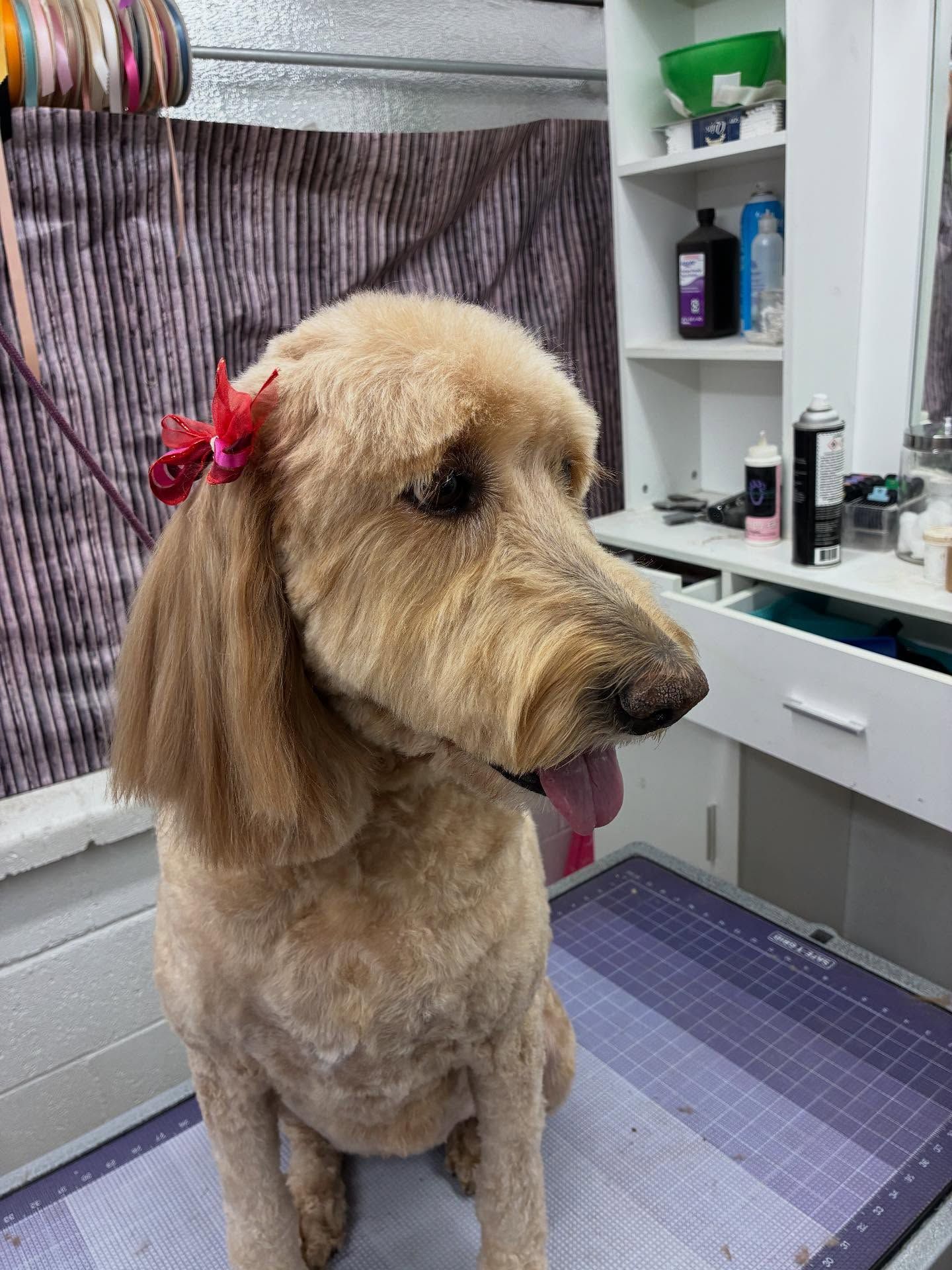 Furtastic Petgrooming | Fortuna Foothills, AZ