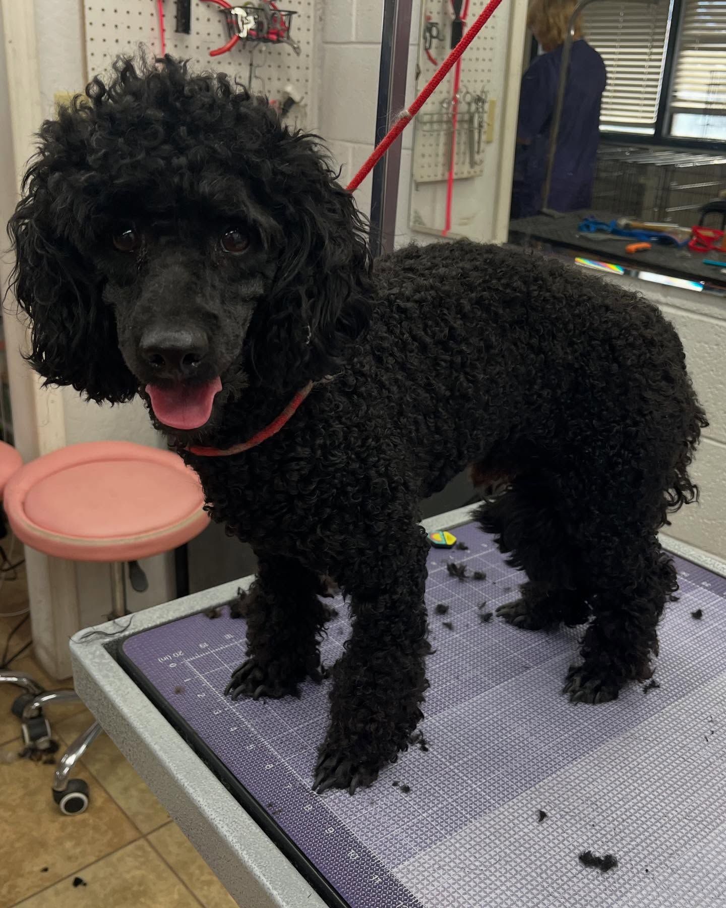 Pet Dematting Service | Furtastic Petgrooming