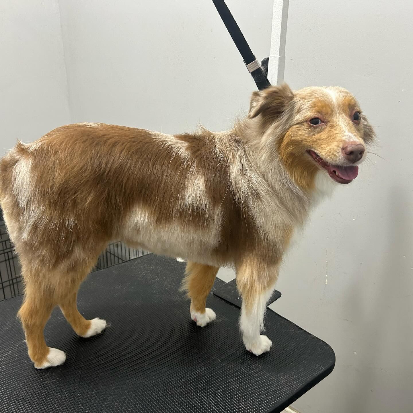 Furtastic Petgrooming project photo