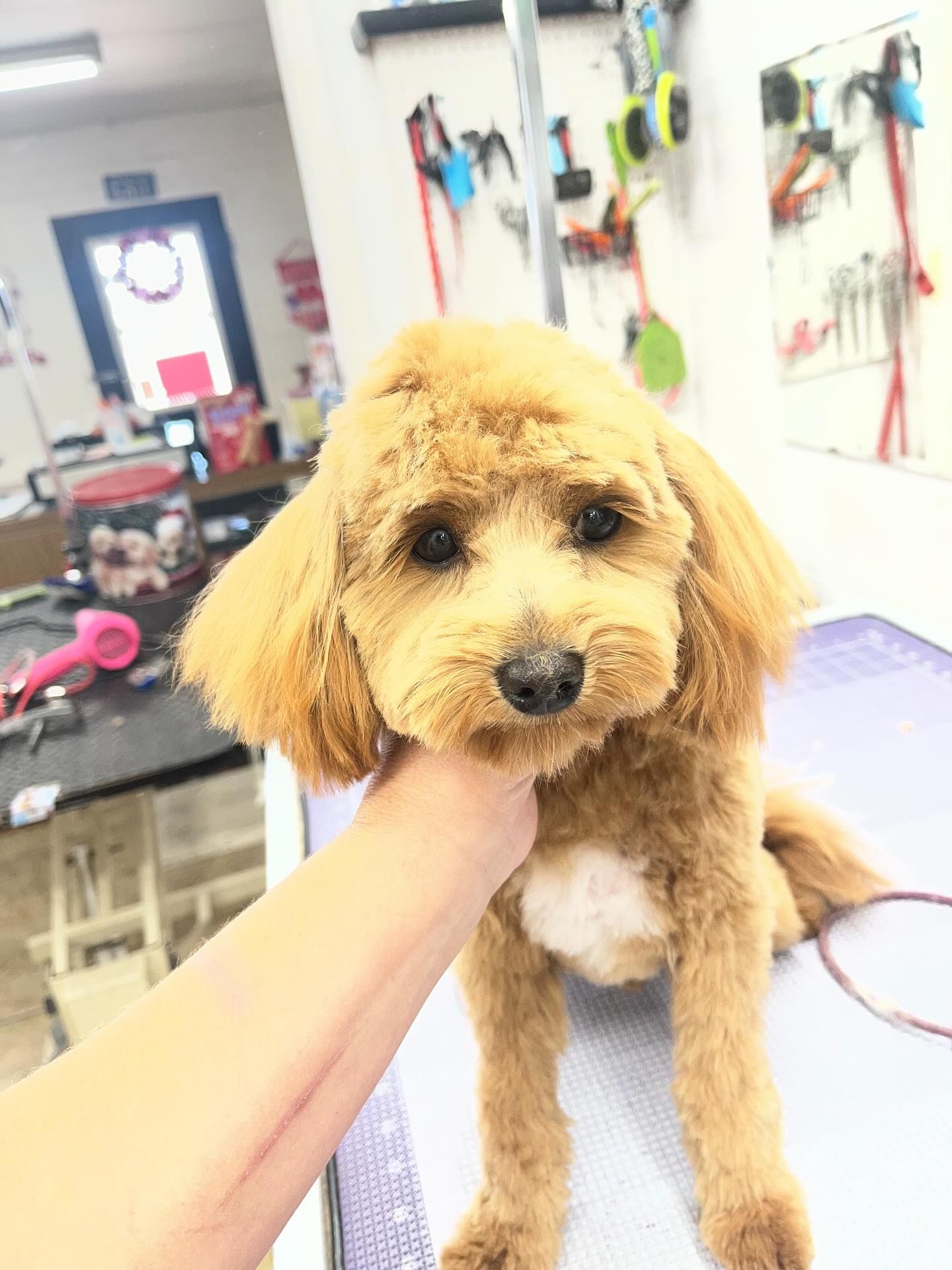 Furtastic Petgrooming project photo