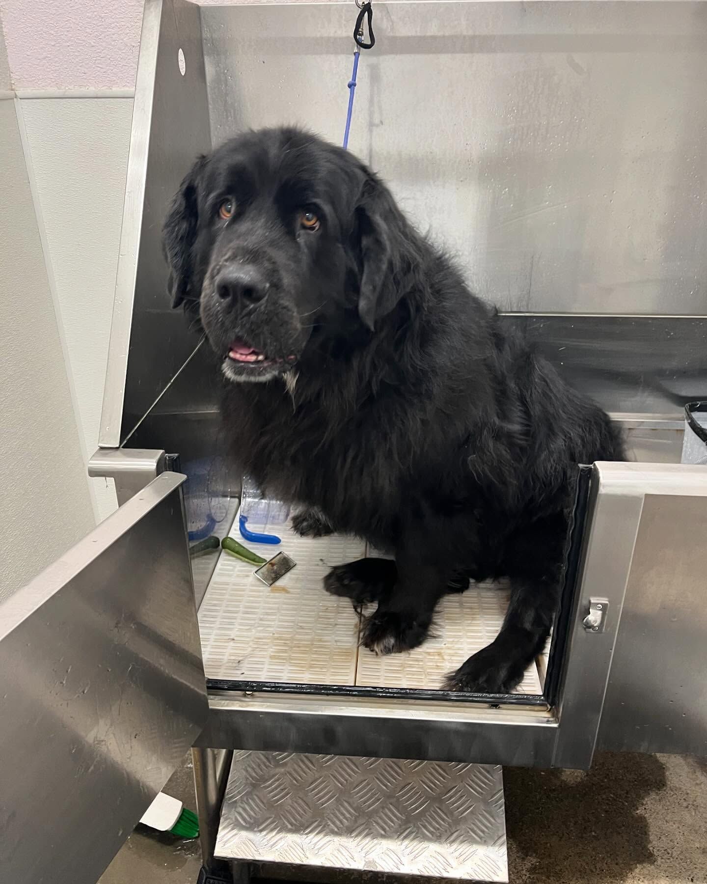 Dog Bathing | Furtastic Petgrooming