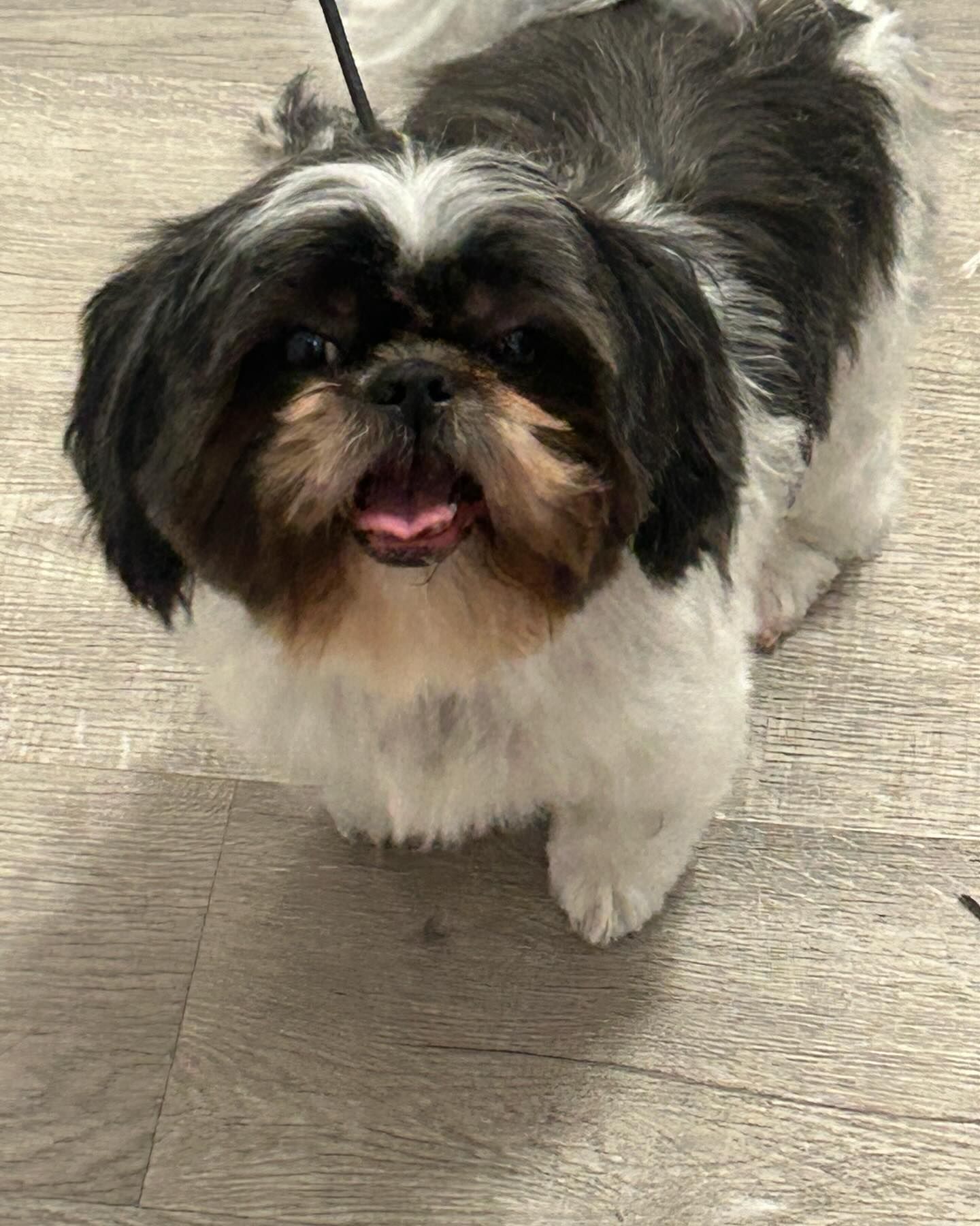 Furtastic Petgrooming project photo