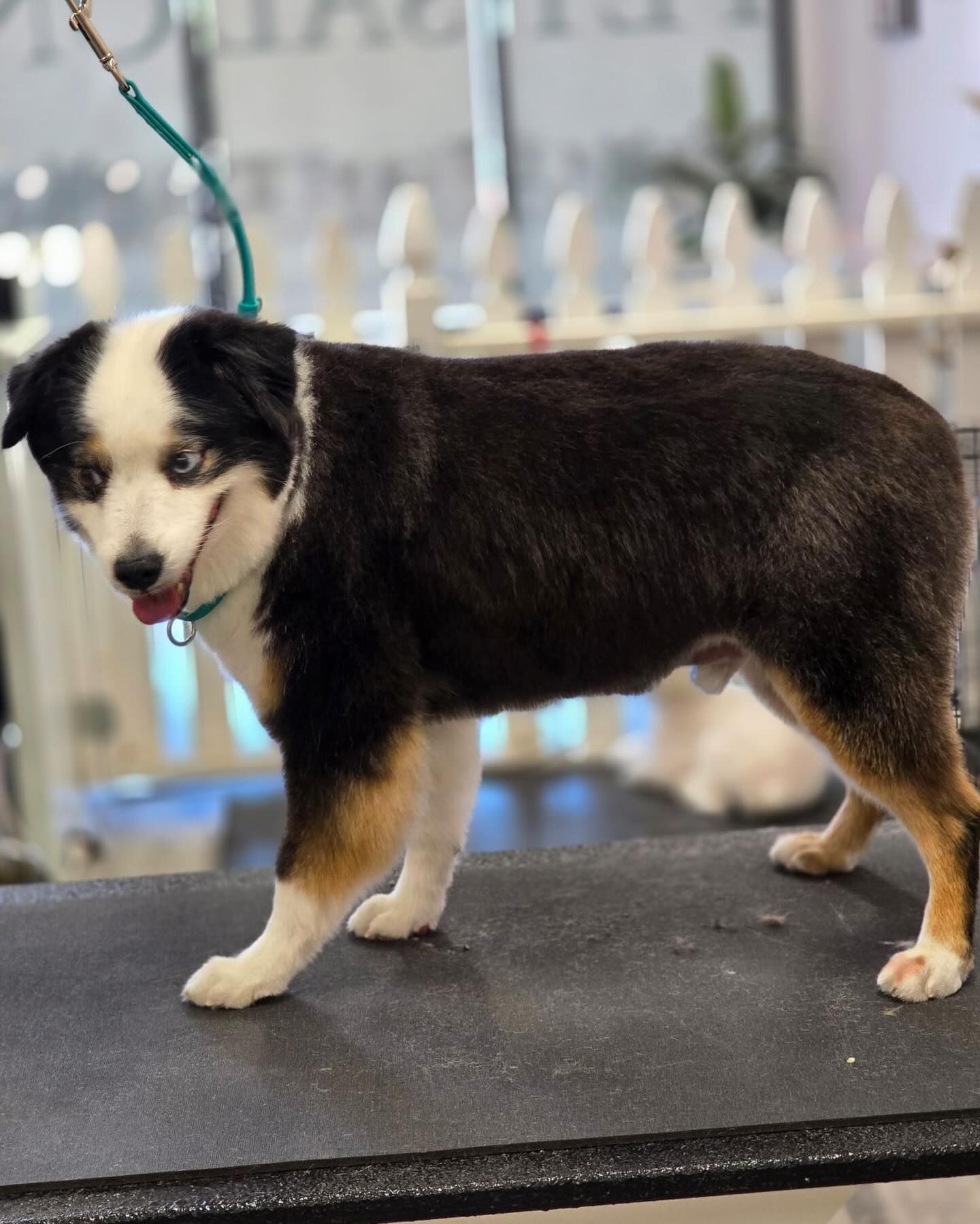 Furtastic Petgrooming | Somerton, AZ