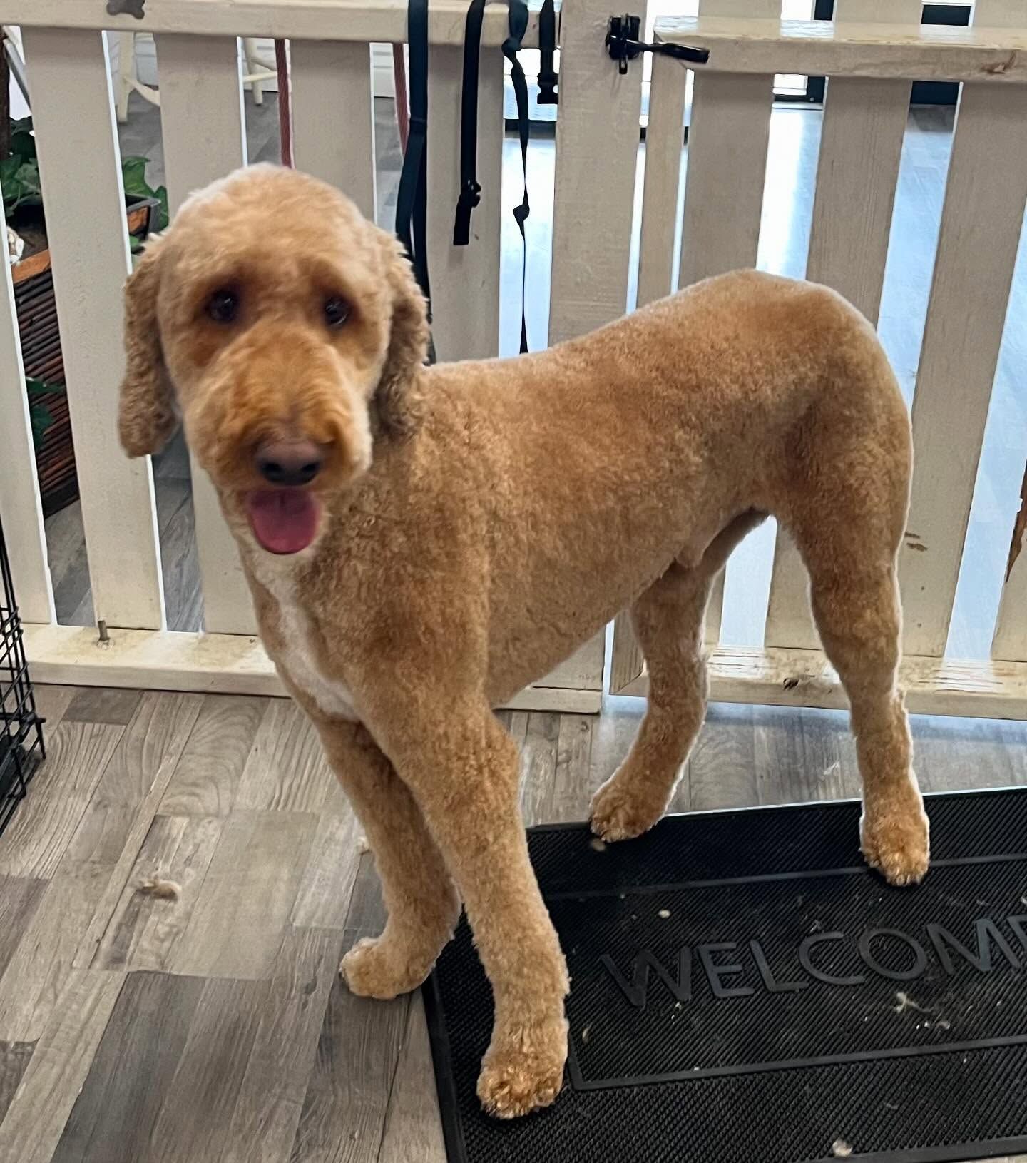 Furtastic Petgrooming | San Luis, AZ