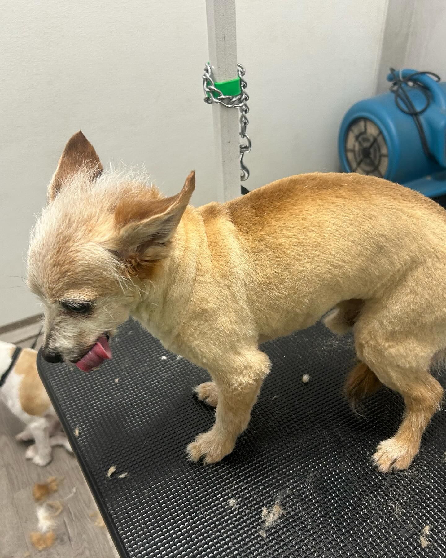 Furtastic Petgrooming project photo