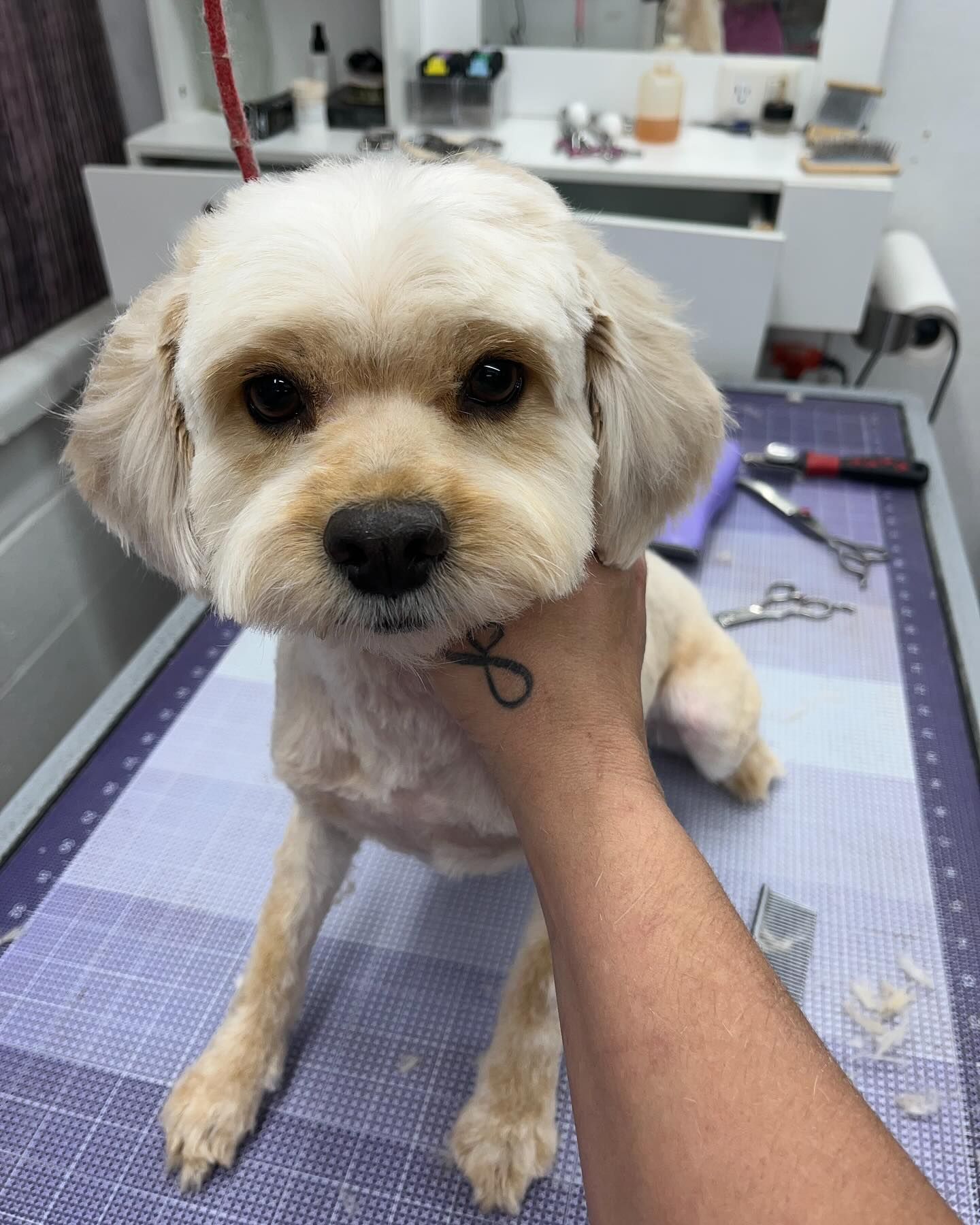 Dog Haircut | Furtastic Petgrooming