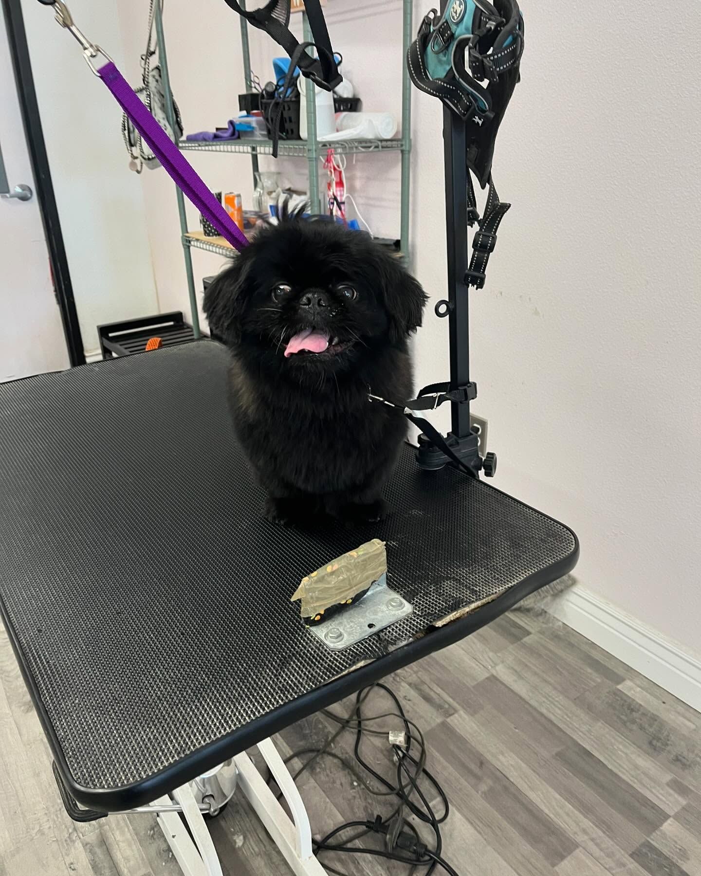 Furtastic Petgrooming project photo