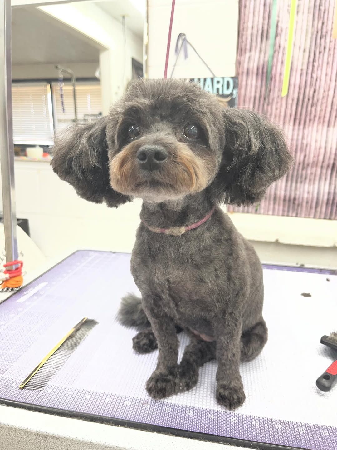 Furtastic Petgrooming project photo
