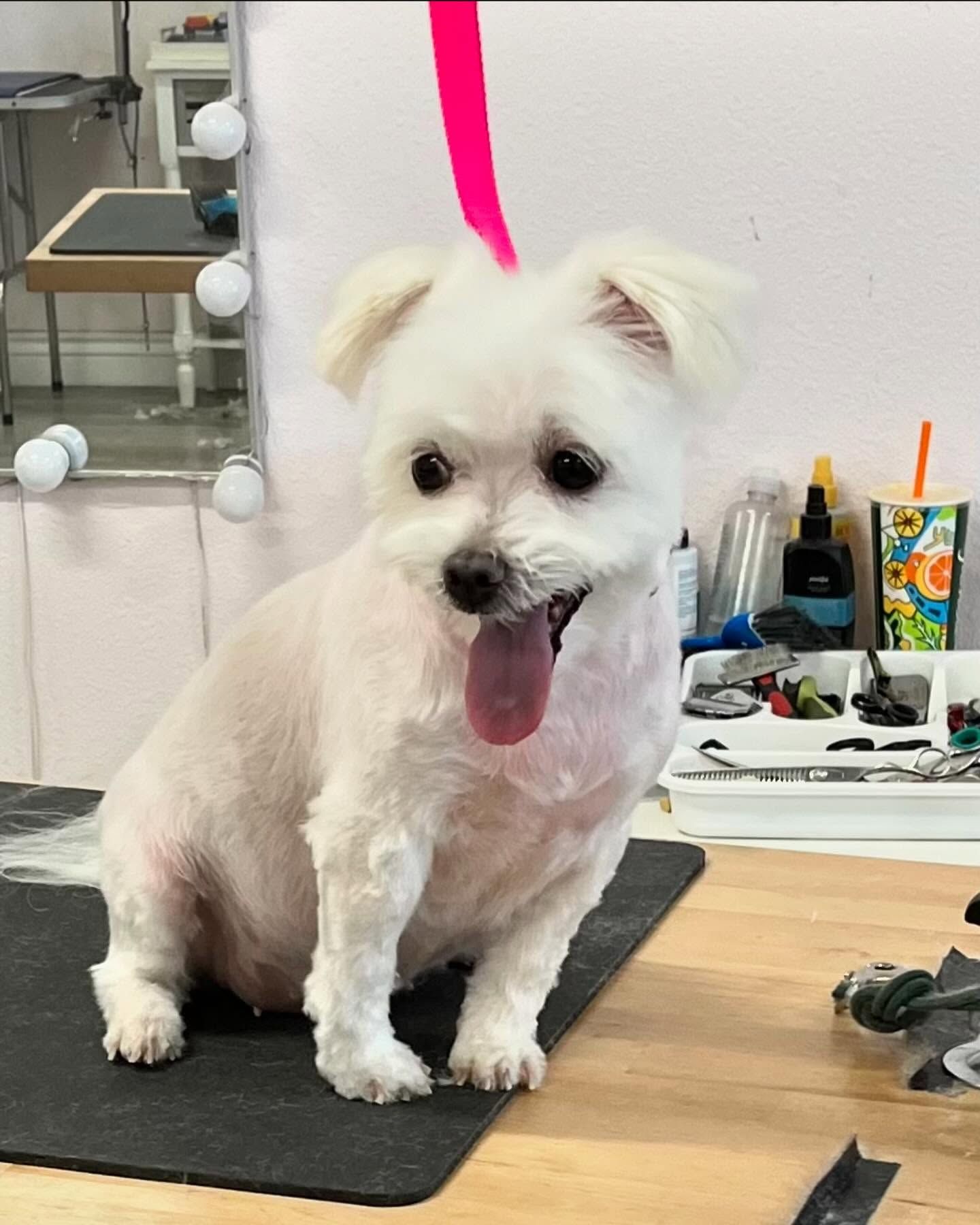 Furtastic Petgrooming project photo