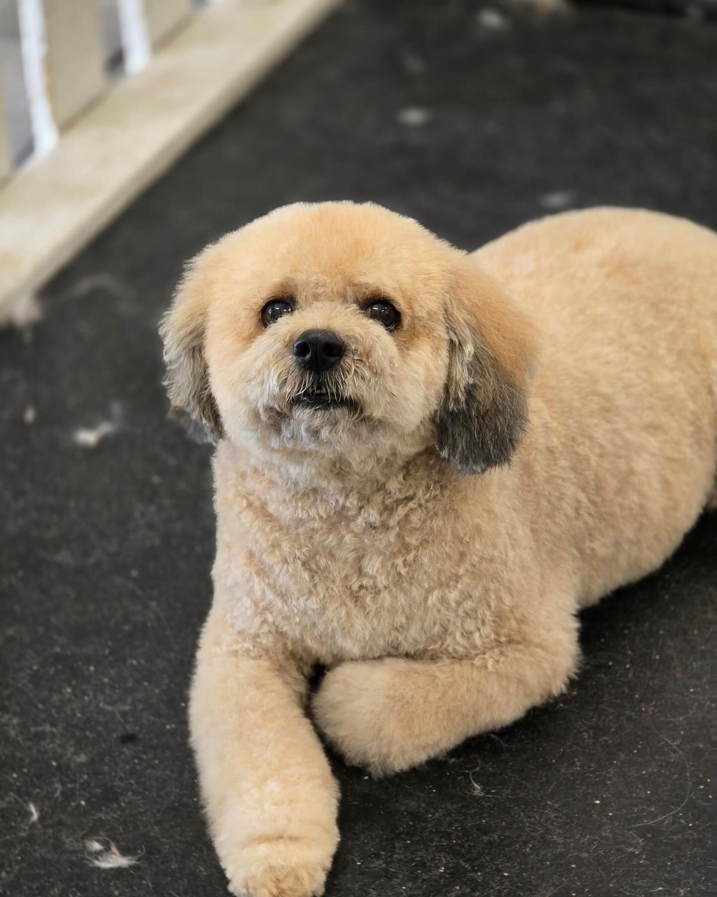 Furtastic Petgrooming | Yuma, AZ