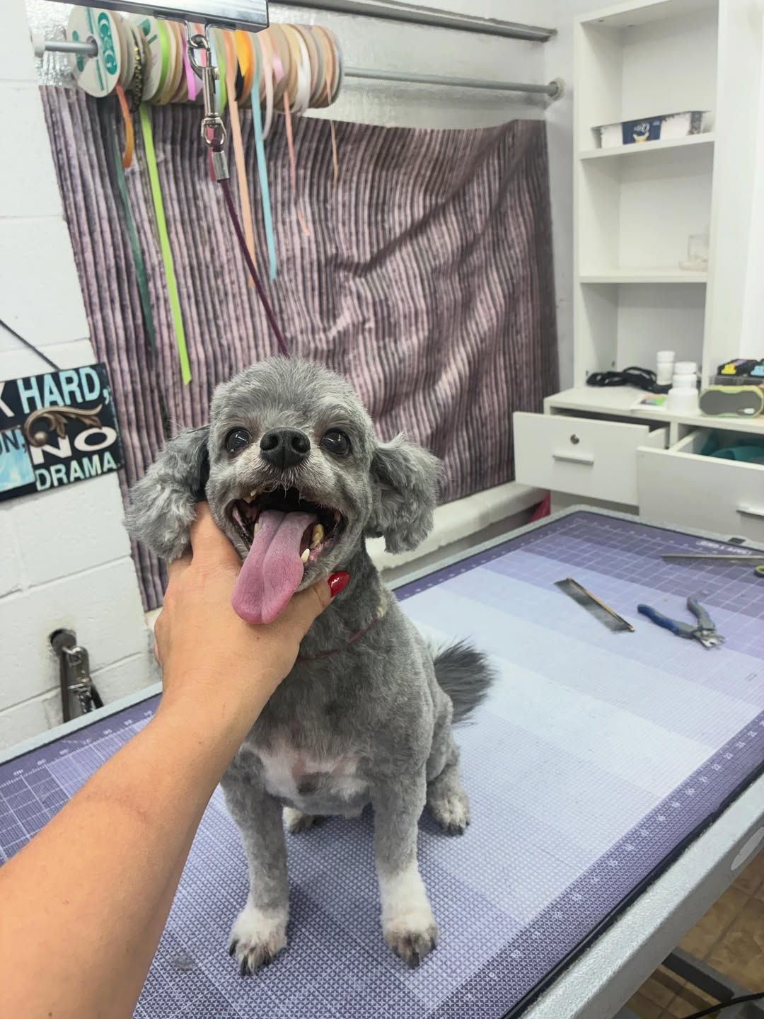 Pet Nail Trimming | Furtastic Petgrooming