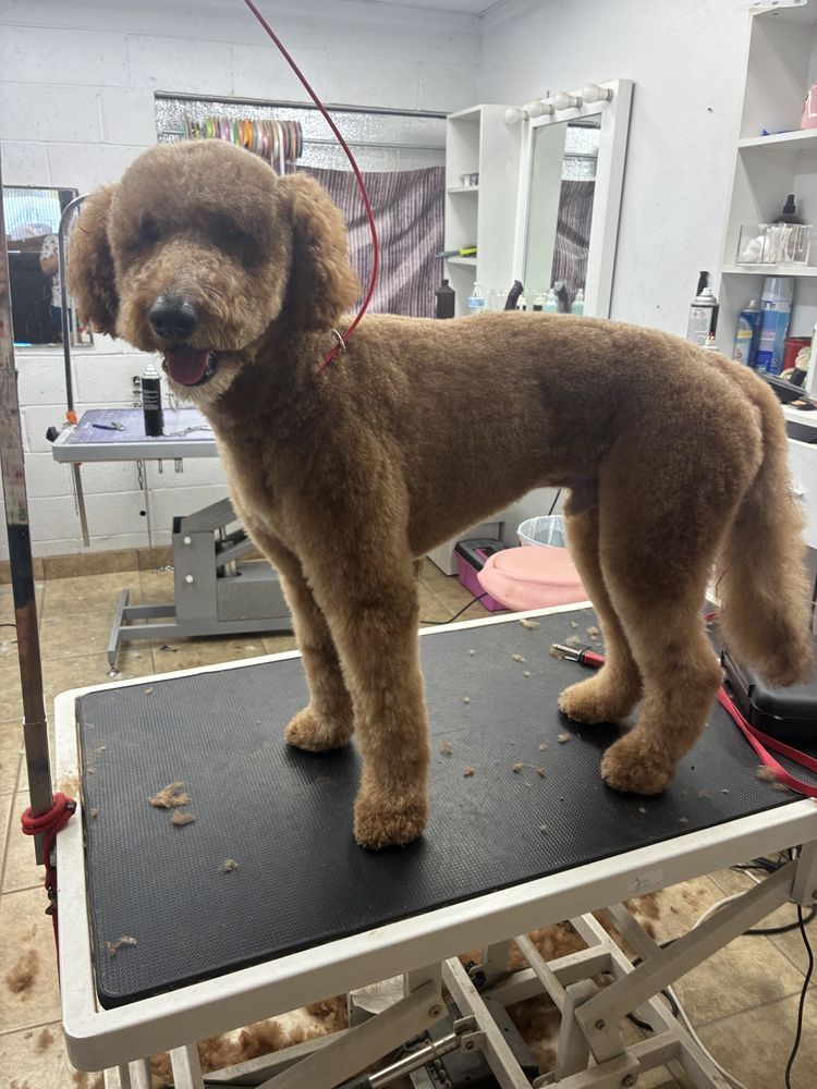 Furtastic Petgrooming project photo