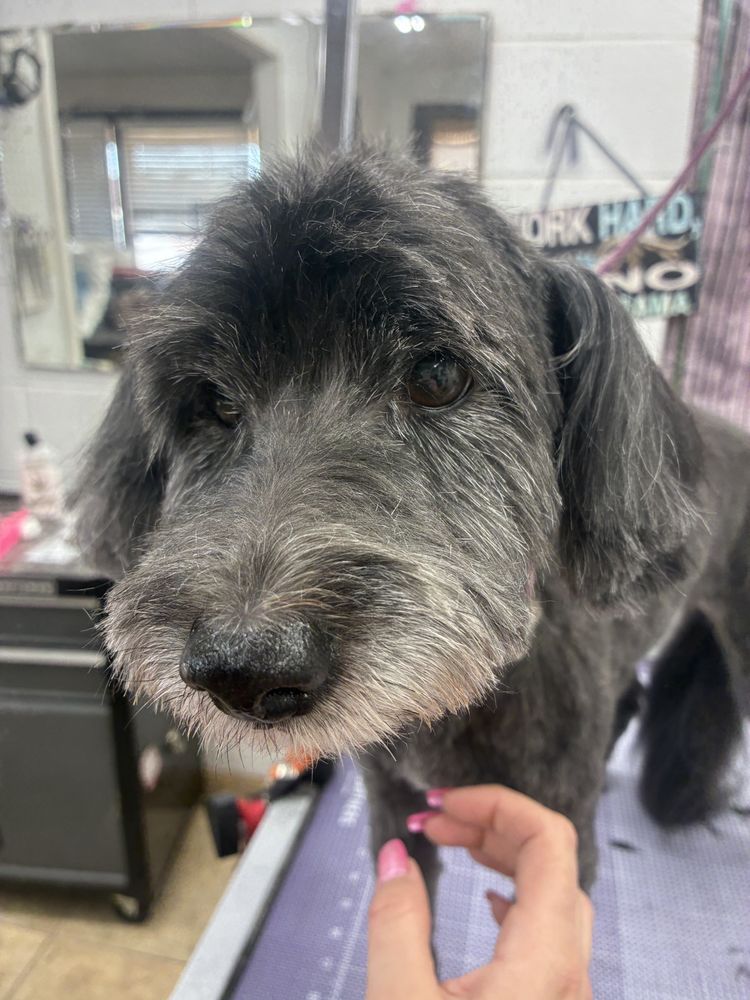 Furtastic Petgrooming project photo
